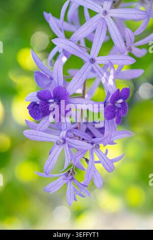 Gros plan à mise au point sélective Premium de Petrea volubilis, violet éclatant, ou de fleur de vigne en papier de verre, avec arrière-plan flou et espace texte. Banque D'Images