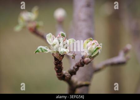 Plan macro de jeunes bourgeons verts et de petites feuilles sur une branche de pommier au printemps Banque D'Images