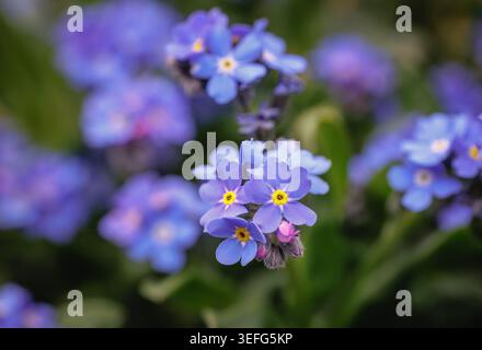 Photo macro de fleurs bleues oubliées avec des centres jaunes et des feuilles vertes Banque D'Images