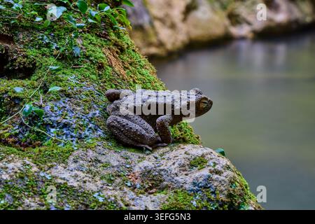 Crapaud géant asiatique assis sur de la mousse verte Banque D'Images