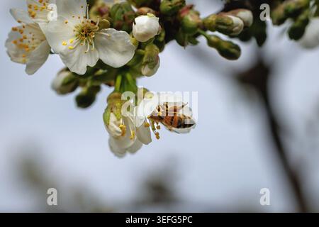 Plan macro d'une abeille collectant du nectar de fleurs de cerisier blanc dans un verger printanier Banque D'Images