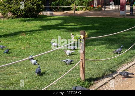 Un groupe de perruches moines vert vif (Myiopsitta monachus) et de pigeons gris récupérant de la nourriture sur un champ d'herbe ensoleillé. Les oiseaux sont vus près d'un WO Banque D'Images