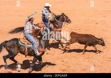 Deux cow-boys travaillent ensemble à la corde d'un veau lors de la foire navajo de l'Utah à Bluff, aux États-Unis Banque D'Images
