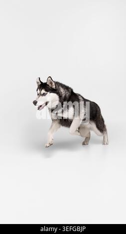 Husky sibérien sautant en studio sur fond blanc propre. Banque D'Images