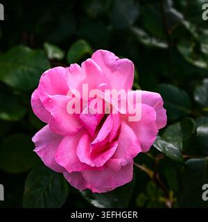 Photographie détaillée en gros plan d'une rose rose rose vibrante en pleine floraison sur un fond naturel vert foncé, soulignant les pétales délicats et les couleurs riches Banque D'Images