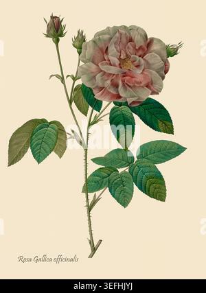 Illustration botanique vintage représentant une rose rose rose fleurie Rosa Gallica officinalis, montrant sa tige épineuse, ses feuilles vertes et plusieurs bourgeons en développement sur un fond clair. Par Pierre Joseph redouté (10 juillet 1759 – 19 juin 1840) peintre et botaniste belge connu pour ses aquarelles de fleurs Banque D'Images