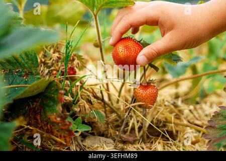 Récolte à la main de fraises rouges mûres à partir de plantes dans le jardin, gros plan de fruits biologiques frais avec des feuilles et du sol, nourriture saine et concept agricole Banque D'Images