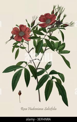 Rosa Hudsoniana Salicifolia plante affichant ses fleurs rouges vibrantes, ses bourgeons en développement, ses feuilles vertes détaillées, ses épines et une hanche rose distincte sur un fond simple. Par Pierre Joseph redouté (10 juillet 1759 – 19 juin 1840) peintre et botaniste belge connu pour ses aquarelles de fleurs Banque D'Images