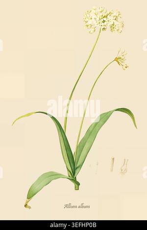 Plante album Allium apparaissant avec des fleurs blanches, des feuilles vertes, et des anthères détaillées, des pistils et des filaments sur un fond crème de style vintage, représentant la science botanique et la nature. De les liliacees par P.J. Redoute. Volume 5 illustrations botaniques et scientifiques par allais, Louis Jean, ; Bessin, R. ; Candolle, Augustin Pyramus de, ; Chailli, Jacques, ; Didot, ; Laroche, Francois de, ; Raffeneau-Delile, Alire, ; Redoute, Pierre Joseph, date de publication 1802 Banque D'Images