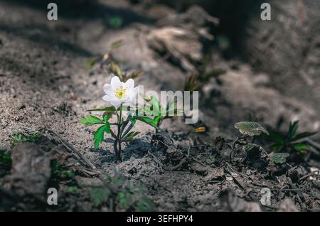 Anémone de bois, première fleur après l'hiver. Fleur blanche de printemps de chêne anémone sur la zone sans herbe. Réveil de la nature au printemps. Banque D'Images