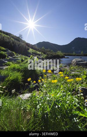 Vue de fleurs sauvages jaunes fleurissant sur la rive rocheuse du lac glaciaire Rohacske plesa sous un soleil éclatant à Zuberec, région de Zilina, Slovaquie. Banque D'Images