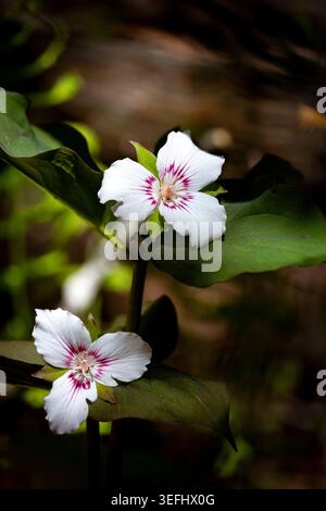 Trillium peint (Trillium undulatum) - Pink Beds Loop Trail, Pisgah National Forest, près de Brevard, Caroline du Nord, États-Unis Banque D'Images