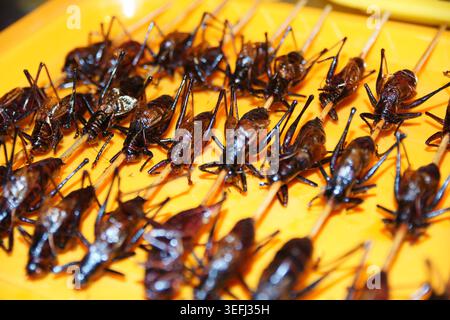 Sauterelles frites servies sur des brochettes de bambou sur un marché nocturne populaire de Pékin. Ces insectes croquants et riches en protéines sont une collation exotique célèbre et Banque D'Images