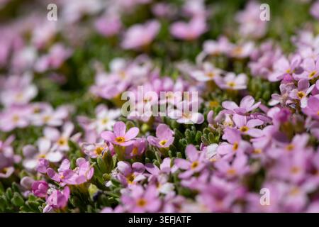De minuscules fleurs d'Androsace de jasmin de roche rose avec des centres jaunes forment un tapis fleuri dense à travers la pente alpine d'éboulis dans la lumière d'été lumineuse Sulden Stelv Banque D'Images