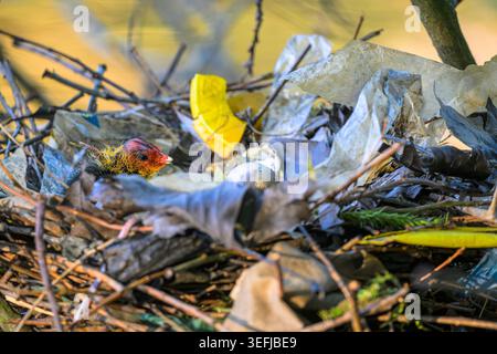 L'homme et la nature, poussin eurasien entouré de déchets urbains, sur un nid de plate-forme flottante construit en utilisant des emballages alimentaires jetés, faisant saillie dans le canal Banque D'Images