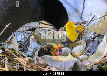 Coot parent eurasien et poussin se regardant l'un l'autre, sur un nid de plate-forme flottante construit en utilisant des emballages alimentaires jetés, avec des œufs encore à écloser. Banque D'Images