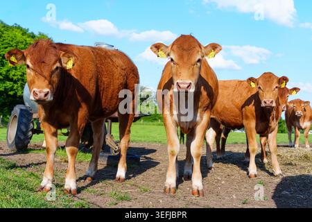 Veaux bruns Limousin debout dans un champ herbeux par une journée ensoleillée en Allemagne. Jeunes bovins regardant la caméra avec des machines agricoles dans la rura Banque D'Images