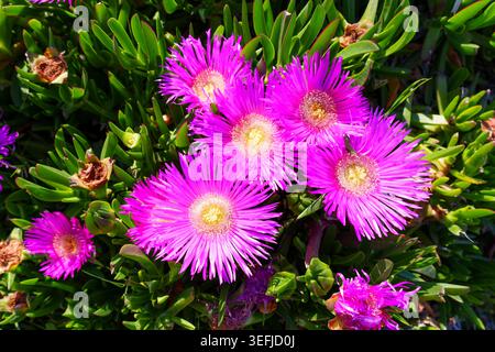 Les fleurs de plantes de glace rose éclatantes fleurissent abondamment au milieu des feuilles vertes succulentes en plein soleil, mettant en valeur des pétales détaillés et des centres jaunes dans un na Banque D'Images