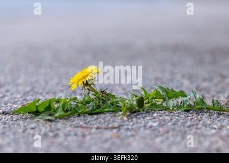 Pissenlit commun (Taraxacum officinale / Taraxacum sect. Ruderalia), plante pionnière dans la culture de fleurs en fissure de tarmacadam / tarmac dans la rue Banque D'Images