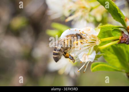 Macro gros plan extrême d'une abeille (Apis mellifera) pollinisant une fleur blanche au printemps. Plan détaillé d'une abeille collectant des pol jaunes Banque D'Images