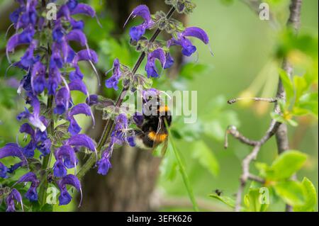 Un bourdon à queue polie Bombus terrestris avec des rayures jaunes est accroché sur les fleurs violettes d'une sauge de prairie Salvia pratensis au printemps. Banque D'Images