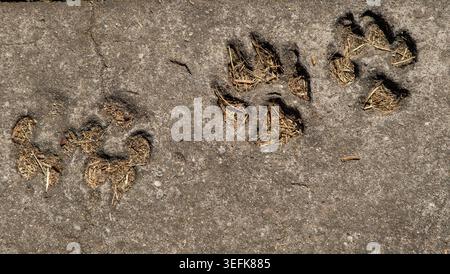 Animal loup chien Paw impressions en permanence imprimées dans la surface de béton vieilli. Banque D'Images