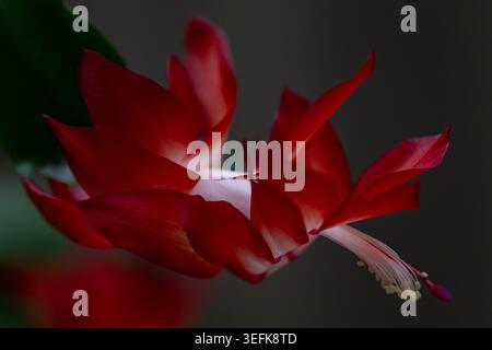 Gros plan macro extrême d'un pétale de fleur de cactus de Noël rouge éclatant et étamine sur un fond sombre et d'humeur sombre. Banque D'Images