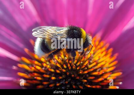 Plan macro d'un bourdon à fourrure recueillant du pollen sur une fleur d'échinacée rose vif. Banque D'Images