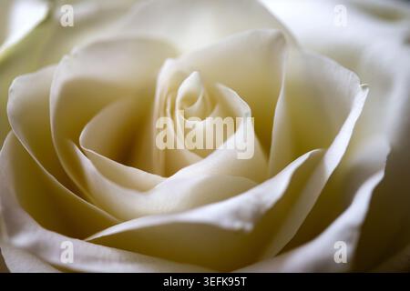 Plan macro d'une belle fleur de rose blanche avec des pétales doux et des ombres douces. Banque D'Images