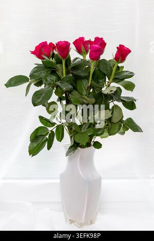 Un beau bouquet de roses rouges dans un vase blanc isolé sur un fond blanc brillant. Banque D'Images