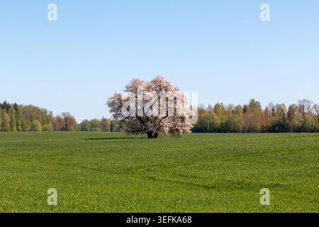 Belle cerise rose fleurie ou pommier debout seul dans un large champ vert sous un ciel bleu clair au printemps. Banque D'Images