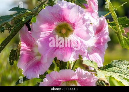 Hollyhock commun, Alcea rosea, fleur rose fleurissant au printemps Banque D'Images