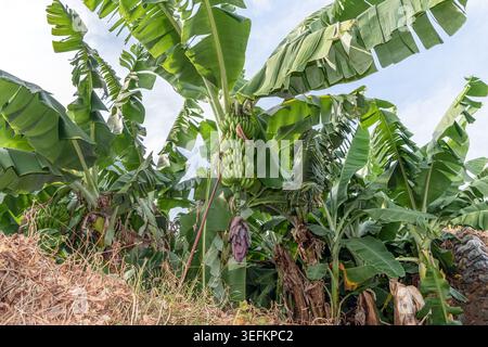 Vue à angle bas de la grappe de bananes vertes avec une fleur violette poussant sur un palmier à Alanya, Turquie. Culture de fruits tropicaux Banque D'Images