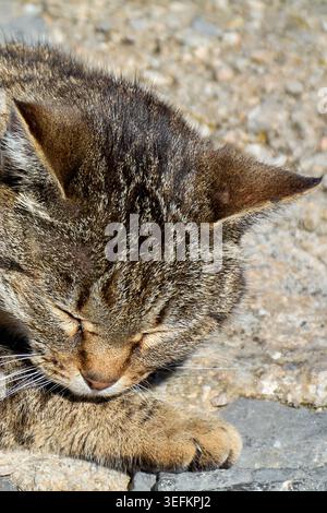 Plan macro vertical d'une tête de chat tabby endormie avec les yeux fermés hermétiquement alors qu'il se reposait sur une surface de pierre ensoleillée dans un village méditerranéen Banque D'Images