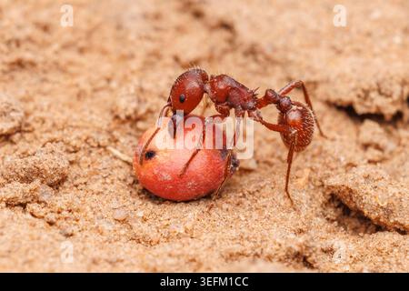 Une fourmi de récolte rouge (Pogonomyrmex barbatus) récolte une graine. Banque D'Images