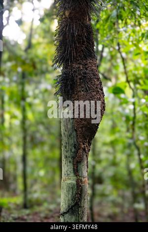Une exposition fascinante de la nature met en valeur un termites monticule sur un tronc de palmier Chunga dans une forêt tropicale. Banque D'Images