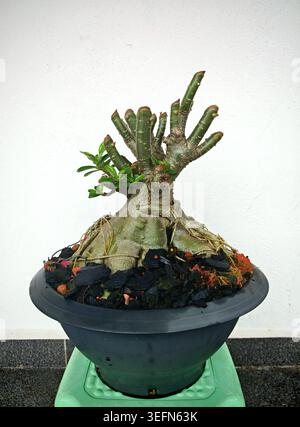 Bonsaï rose désertique Adenium obesum poussant dans un pot sur un tabouret vert clair Banque D'Images
