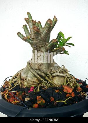 Bonsaï rose désertique Adenium obesum poussant dans un pot sur un tabouret vert clair Banque D'Images