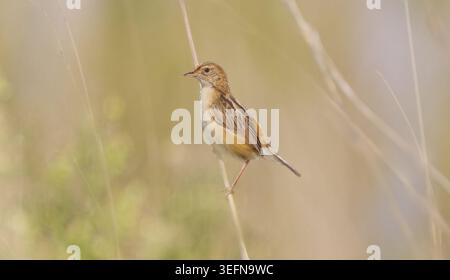 Oiseau cisticola brun (Cisticola juncidis) perché sur une tige d'herbe dans des herbes floues, Sanctuaire d'oiseaux Marievale, Nigel, Afrique du Sud Banque D'Images