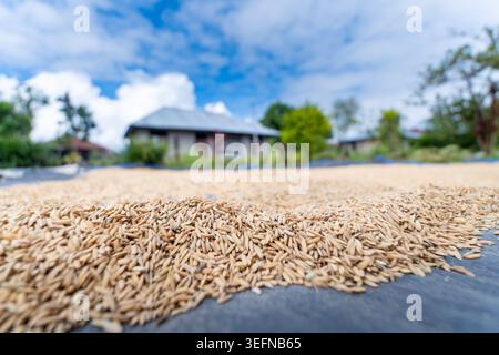 Gros plan des grains de riz doré récoltés étalés sur une bâche pour le processus de séchage avec une maison rurale floue et un fond de ciel bleu. Banque D'Images