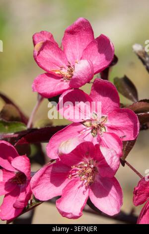 Gros plan extrême de fleurs roses fluo vibrantes sur une branche de Malus de crabapple ornementale « Neon » dans un jardin de printemps Banque D'Images