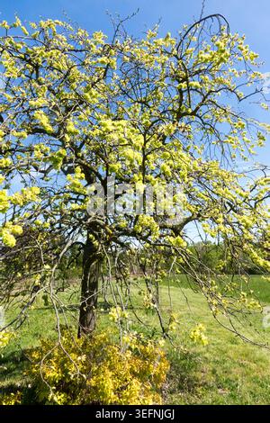 Wych orme, Ulmus glabra 'pendula' Banque D'Images