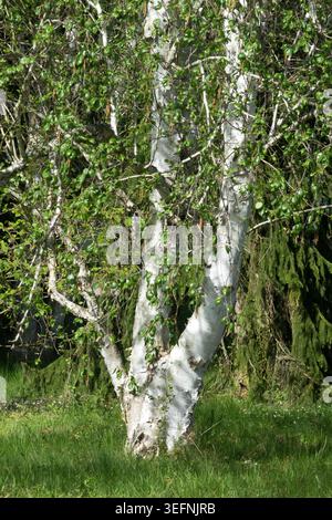 Répandre de l'écorce blanche pure sur le tronc multitige du bouleau de l'Himalaya Betula utilis var. Jacquemontii dans un jardin de printemps Banque D'Images