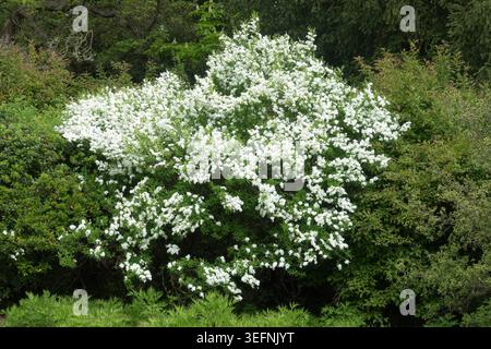 Fleurs blanches pures et feuilles vertes en dents de scie sur une branche de Pearl Tree Exochorda serratifolia 'Snow White' au printemps Banque D'Images
