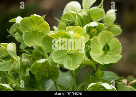 Fleurs vert pâle de Carême hybride Rose Helleborus x sternii poussant dans un jardin de printemps Banque D'Images