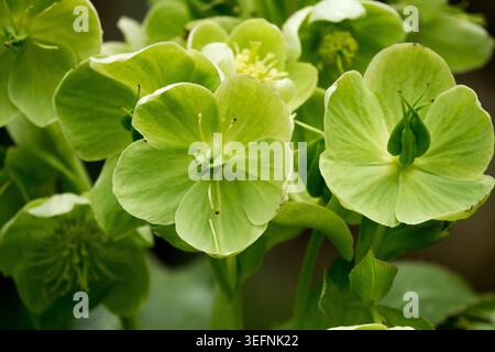 Fleurs vert pâle de Carême hybride Rose Helleborus x sternii poussant dans un jardin de printemps Banque D'Images