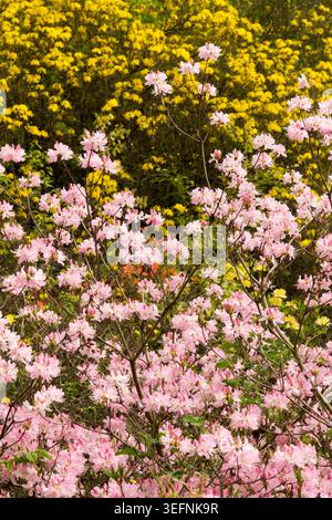 Fleurs roses de Pinkshell Azalea Rhododendron vaseyi avec fond azalées jaunes dans un jardin de printemps Banque D'Images