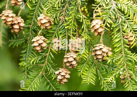 Petits cônes bruns et aiguilles vertes sur les branches de la pruche orientale Tsuga canadensis Banque D'Images