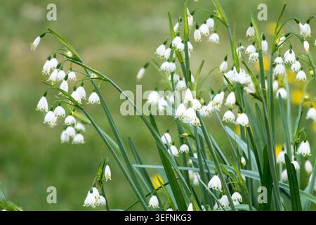 Fleurs blanches en forme de cloche de flocon de neige d'été Leucojum aestivum poussant dans un jardin de printemps Banque D'Images