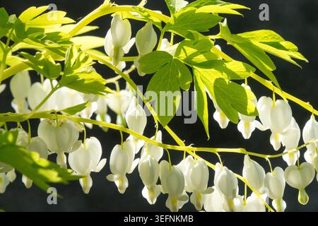 Fleurs blanches en forme de coeur de coeur saignant Lamprocapnos spectabilis 'Alba' dans un jardin de printemps Banque D'Images